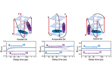 Real-time sensing of chirality at binding sites in G-quadruplex DNA by femtosecond circular polarization luminescence spectroscopy 2026.101111